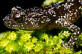 Juvenile Santa Cruz Black Salamander (Aneides niger)