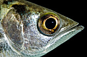 Banded Archerfish (Toxotes jaculatrix)