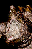 Alligator Snapping Turtle (Macrochelys temminckii)