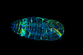 Sea Sapphire Copepods