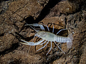 Oklahoma Cave Crayfish (Cambarus tartarus)