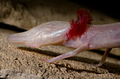 Texas Blind Salamander (Eurycea rathbuni)