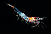 Mesopelagic shrimp (Sergestes henseni)