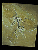 Archaeopteryx lithographica