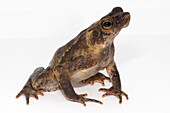 Sharp-nosed Toad (Rhinella dapsilis)