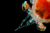 Marine Zooplankton
