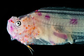 Larval Cusk-eel (Bassozetus sp.)