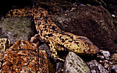 Japanese Giant Salamander (Andrias japonicus