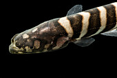 Knifefish (Gymnotus tigre)