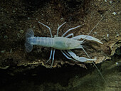 Oklahoma Cave Crayfish (Cambarus tartarus)