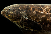 Knifefish (Adontosternarchus sacshsi)