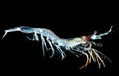 Larval Shrimp (Sergestes sp.)