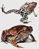 Bassler's Humming Frog (Chiasmocleis bassleri)