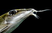 Black-top Mouse Catfish (Hassar orestis)