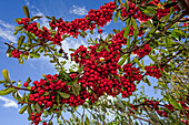 Pyracantha Berries