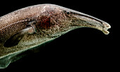 Knifefish (Sternarchorhynchus mormyrus)