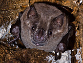 Jamaican Fruit-eating Bat (Artibeus jamaicensis)
