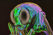 Side view of a cuckoo wasp Chrysis sp