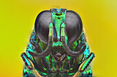 Portrait of a cuckoo wasp Chrysis sp