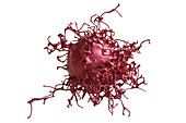 Cervical cancer cell, illustration