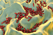 Kingella kingae bacteria, illustration