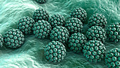 Human papilloma virus, illustration