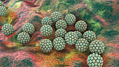 Human papilloma virus, illustration