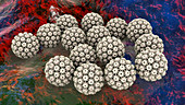 Human papilloma virus, illustration