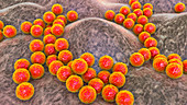 Staphylococci bacteria, illustration