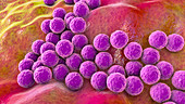 Staphylococci bacteria, illustration