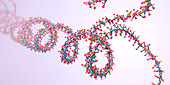 Ribonucleic acid chain , illustration