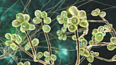 Fungus Sporothrix schenckii, illustration