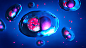 Chlamydia bacteria inside cell, illustration