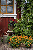 Blumenkasten und Gießkanne vor Holzhaus