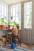 Terrakotta-Pflanzentöpfe auf Fensterbank und auf Hocker im Wintergarten