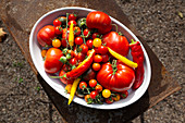 Tomaten-Vielfalt aus dem Garten