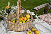 Weidenkorb mit frisch geernteten Äpfeln im Garten