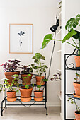 Many houseplants on plant stand below picture
