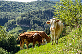 Artgerechte Tierhaltung: Junge Rinder auf einer Weide