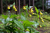 Lady's slipper orchids found in nature
