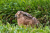 Brown hare crouched in the grass