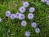 Southern Globularia with blue spherical flowers