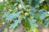 Sessile oak with unripe acorns