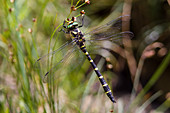 Gestreifte Quelljungfer