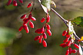 Rote Beeren der Berberitze