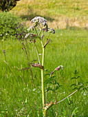 Wild Angelica in the meadow
