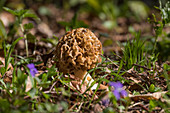 Edible morel in the spring forest
