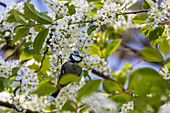 Blue tit in the branches of a cherry tree