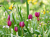 Blumenwiese im Frühling mit Wildtulpen, Traubenhyazinthen, Narzissen und Wiesenschaumkraut