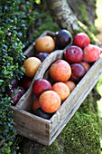 Freshly picked plums in wooden crate